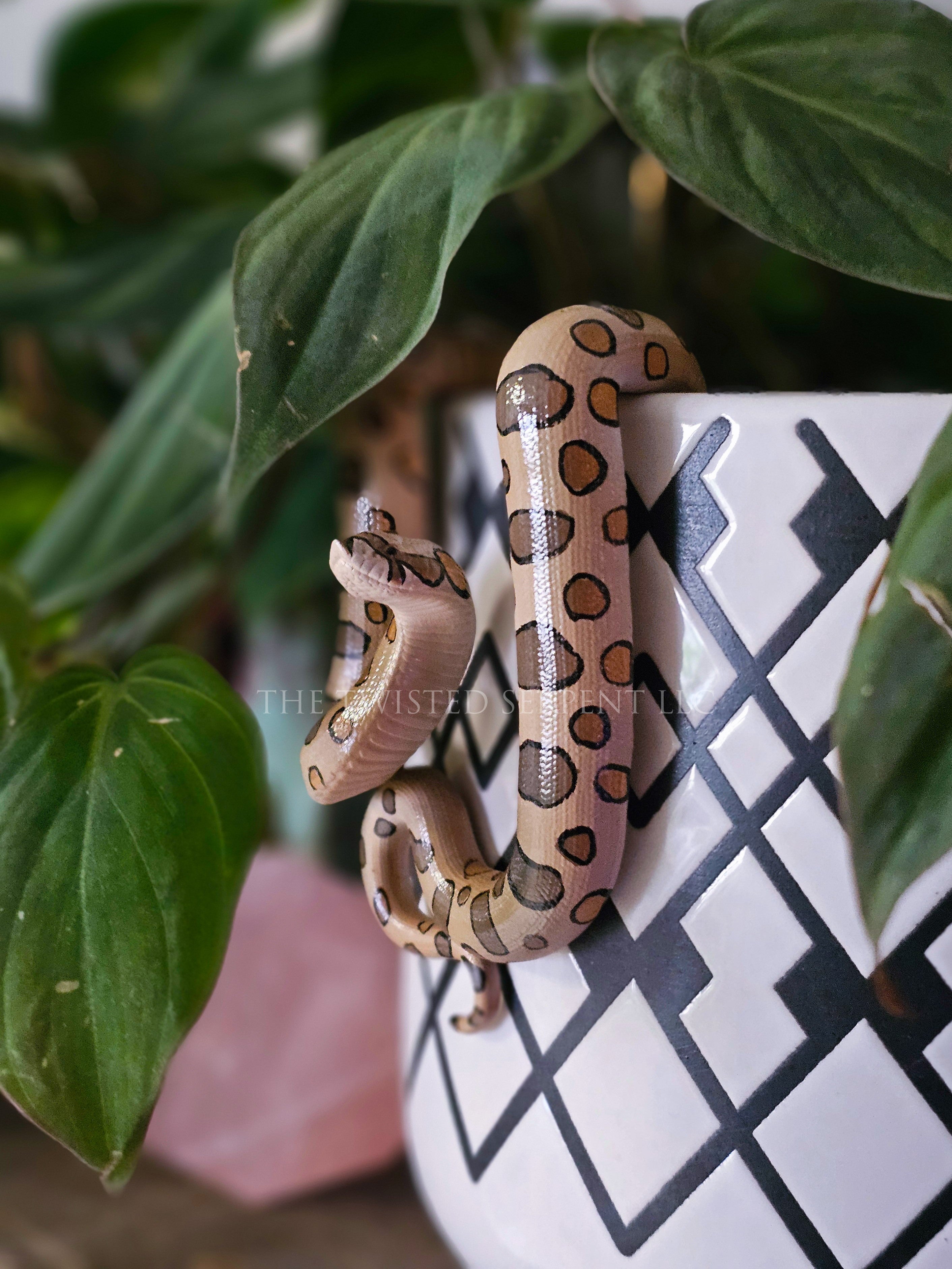 Normal Hognose Pot Pal