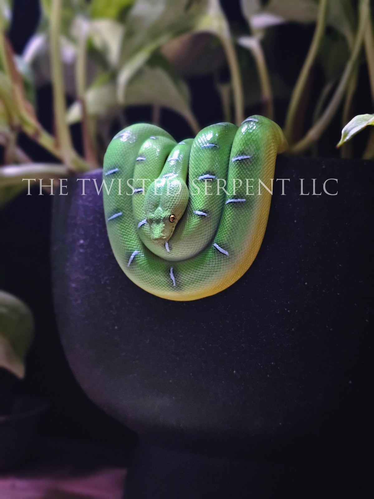 Emerald Tree Boa Pot Pal