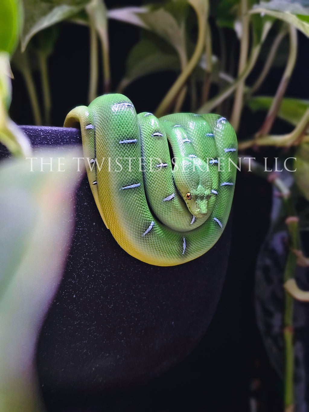Emerald Tree Boa Pot Pal