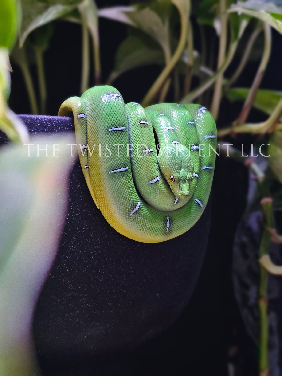 Emerald Tree Boa Pot Pal