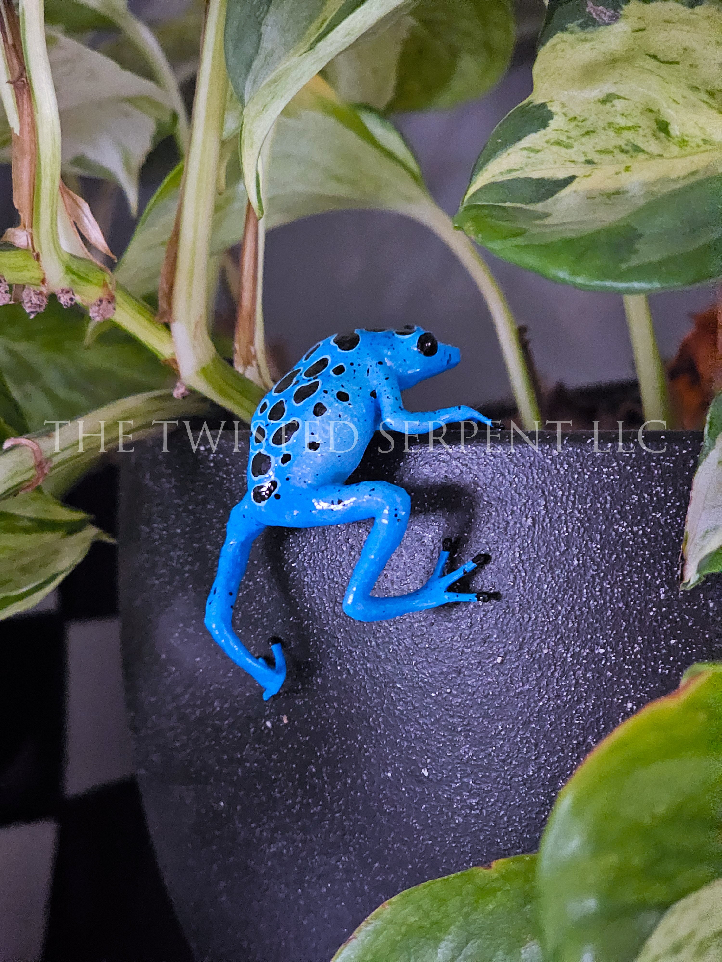 Blue Azureus Dart Frog - Pot Pal
