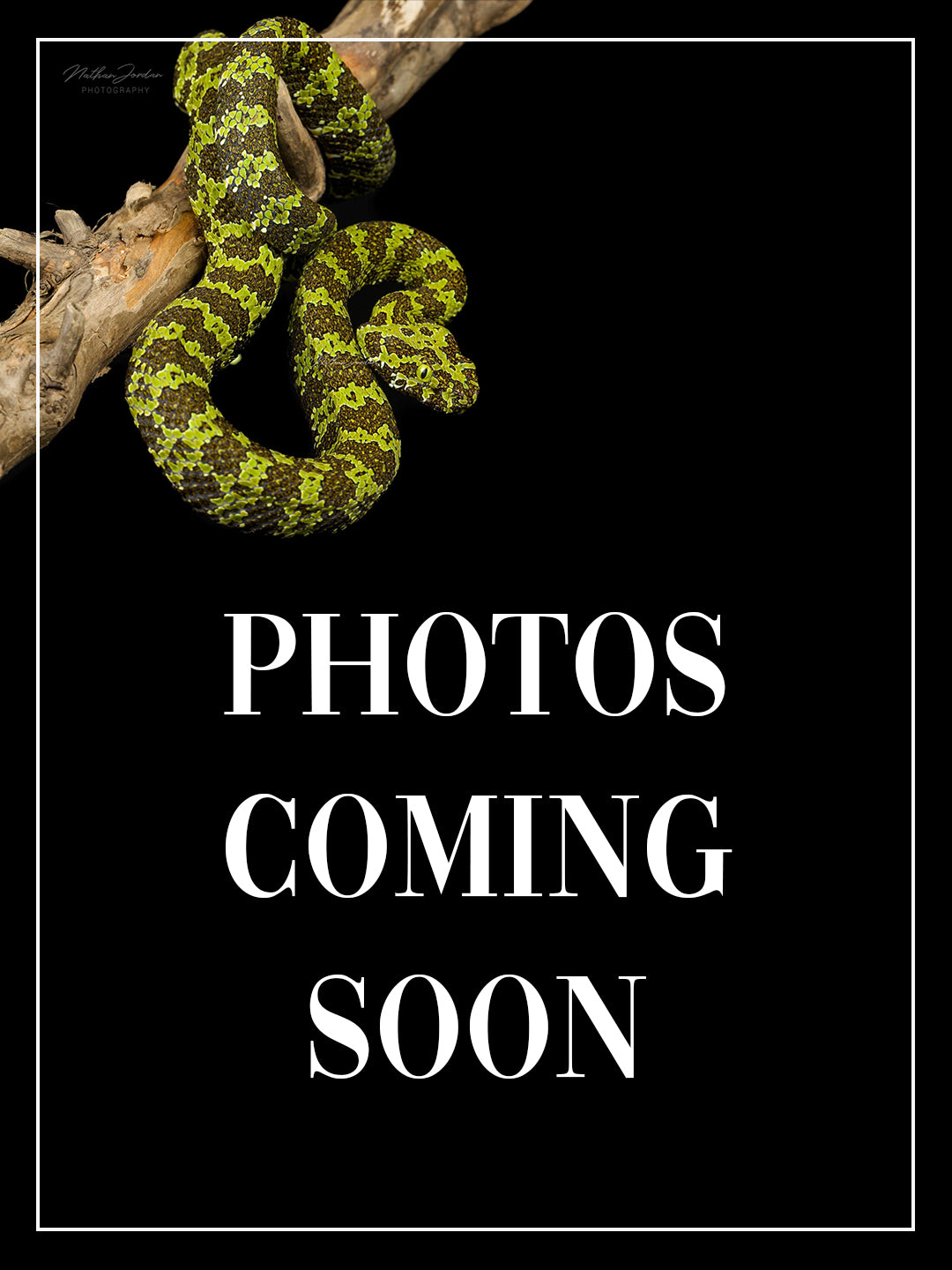 Albino Hognose Pot Pal