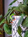 Red Eyed Tree Frog Pot Pal