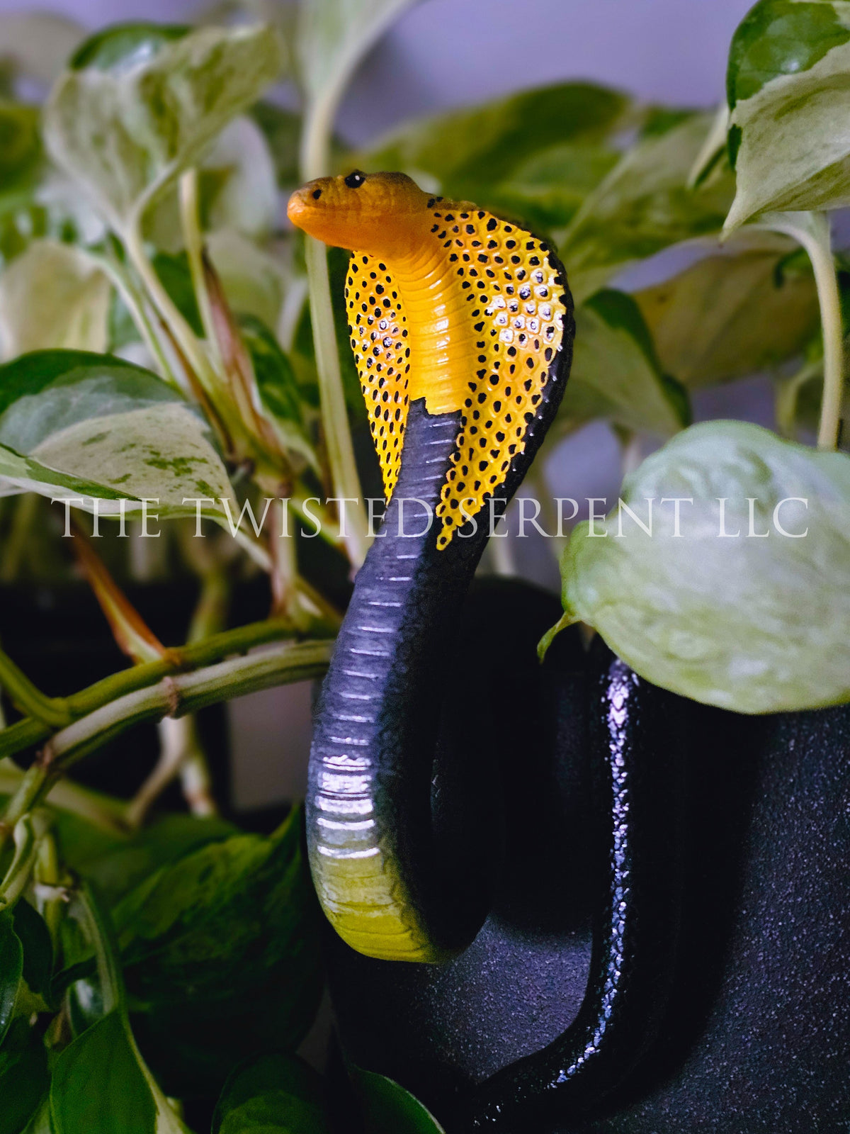 Samar Cobra Pot Pal
