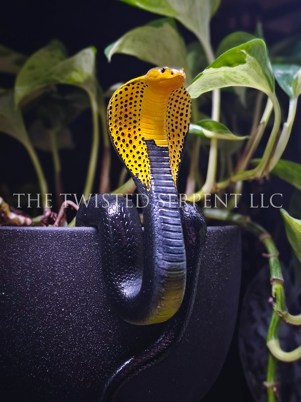 Samar Cobra Pot Pal