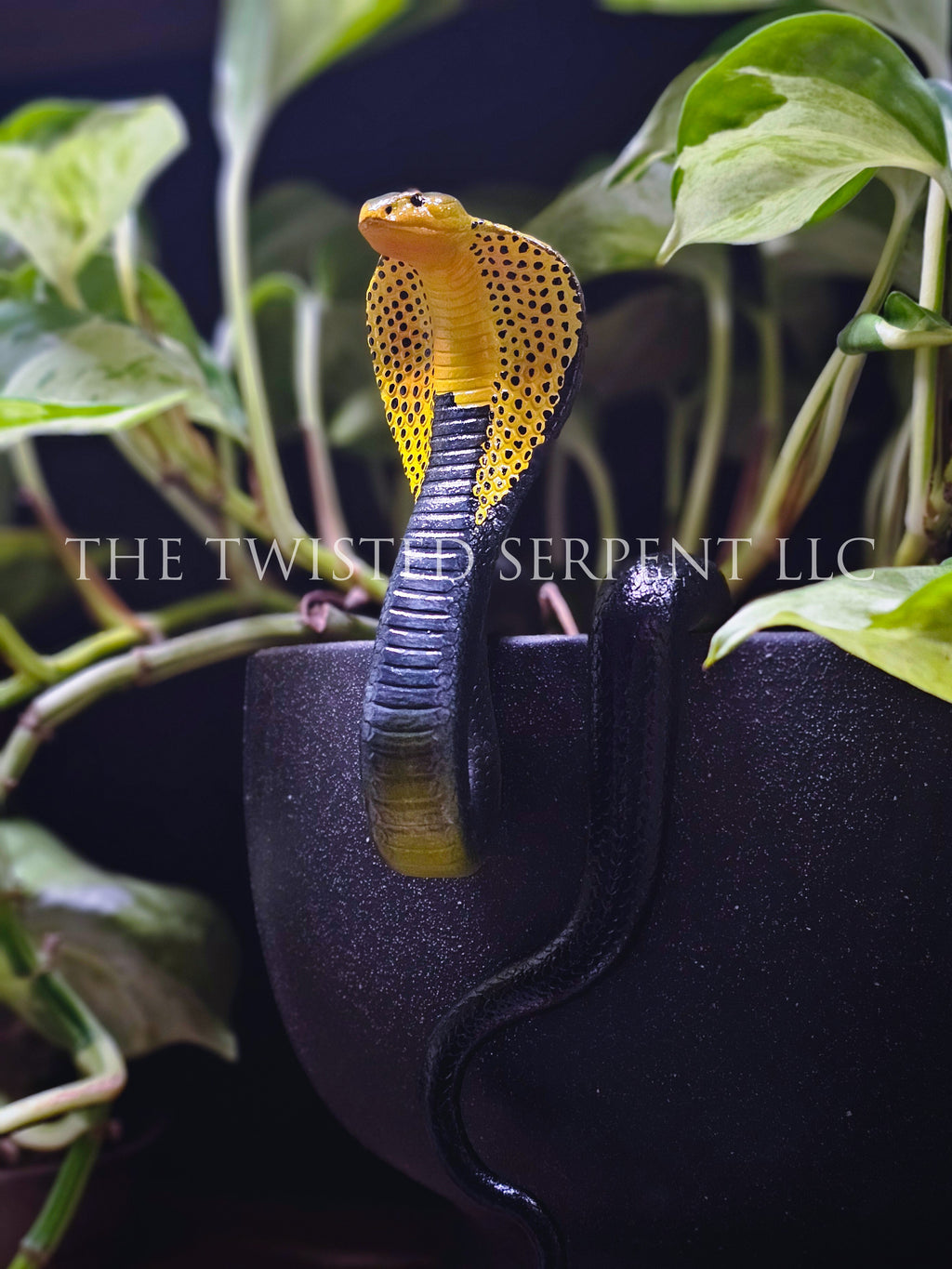 Samar Cobra Pot Pal