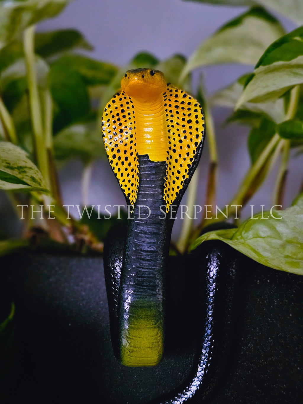 Samar Cobra Pot Pal