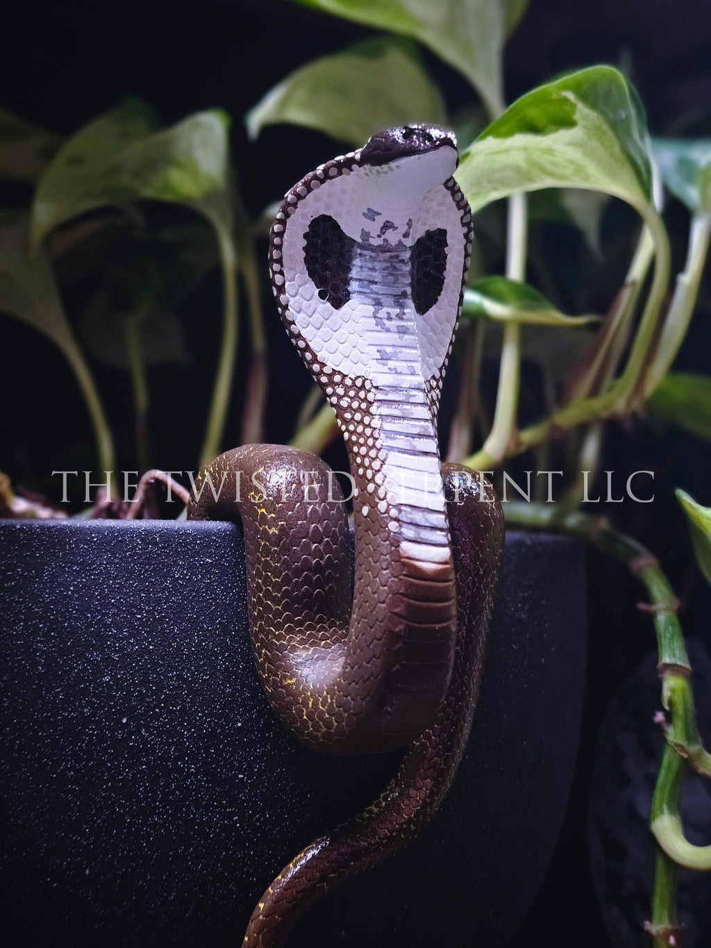 Spectacle Cobra Pot Pal