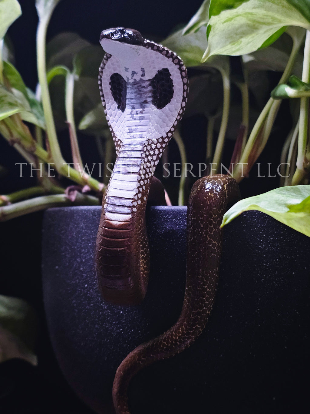 Spectacle Cobra Pot Pal