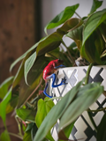 Strawberry Dart Frog Pot Pal