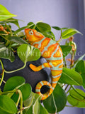 Tangerine Orange Panther Chameleon Pot Pal
