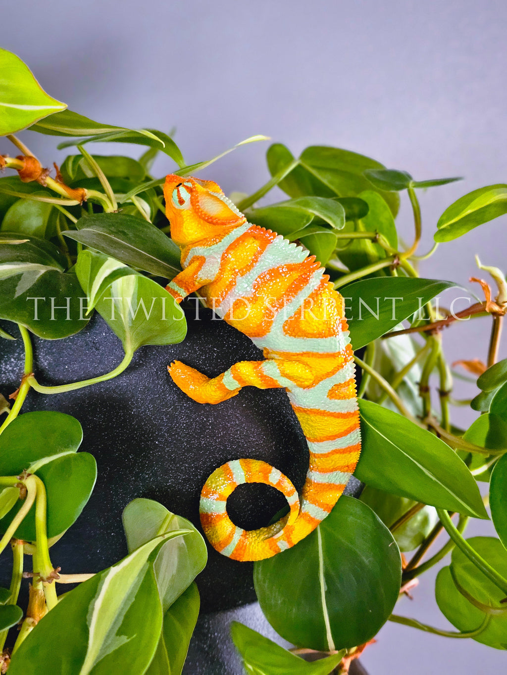 Tangerine Orange Panther Chameleon Pot Pal