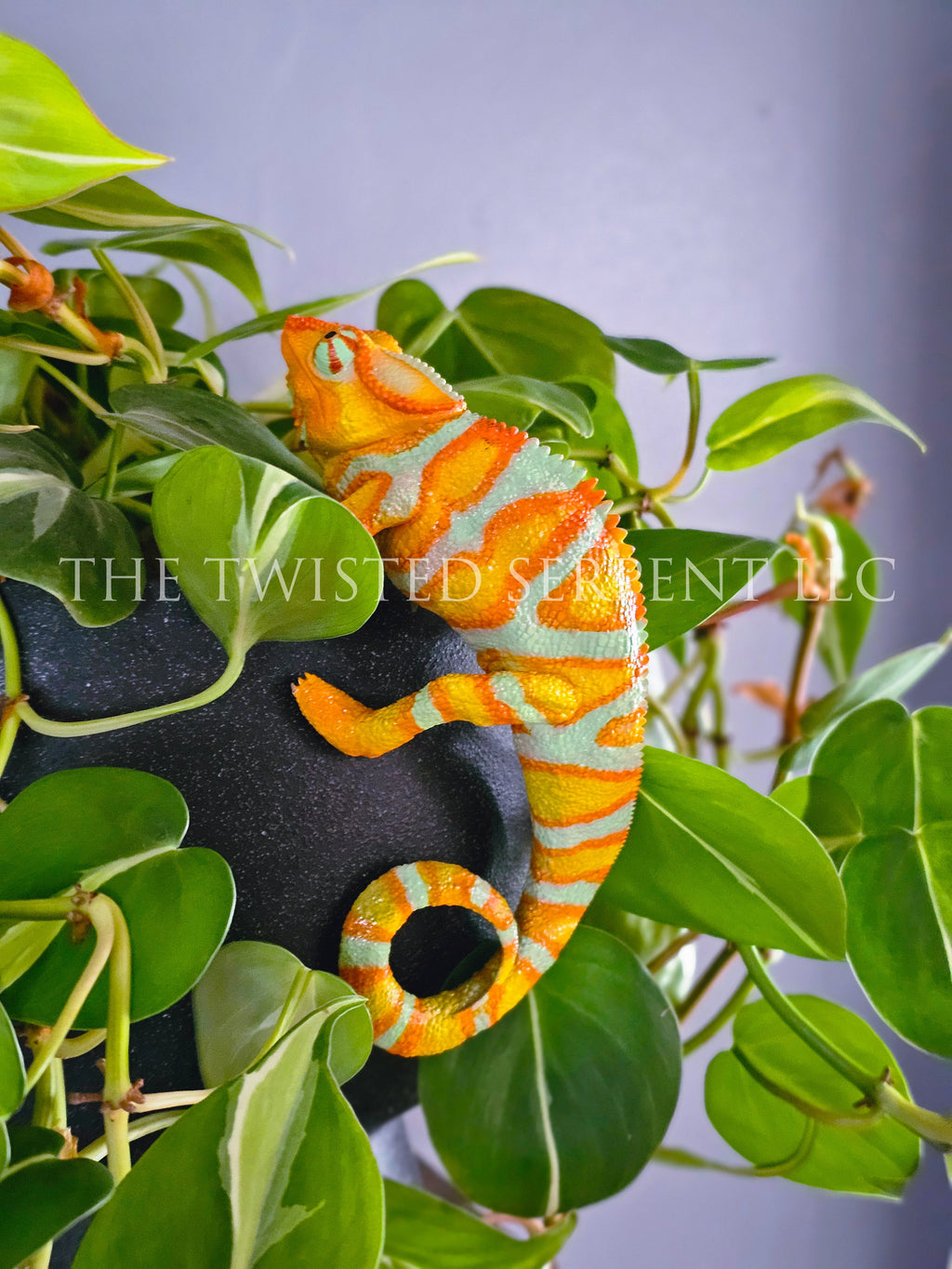 Tangerine Orange Panther Chameleon Pot Pal