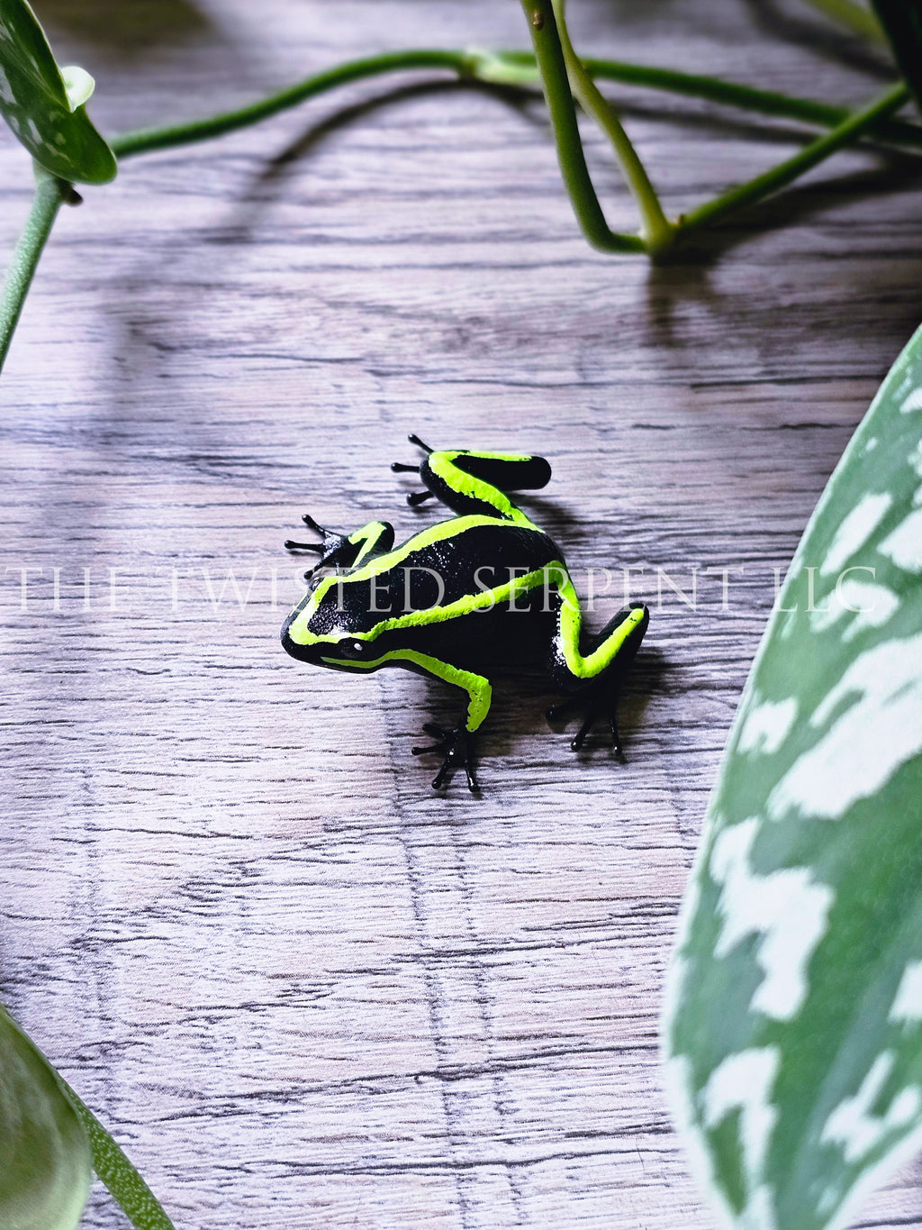 Three-Striped Poison Frog Tabletop