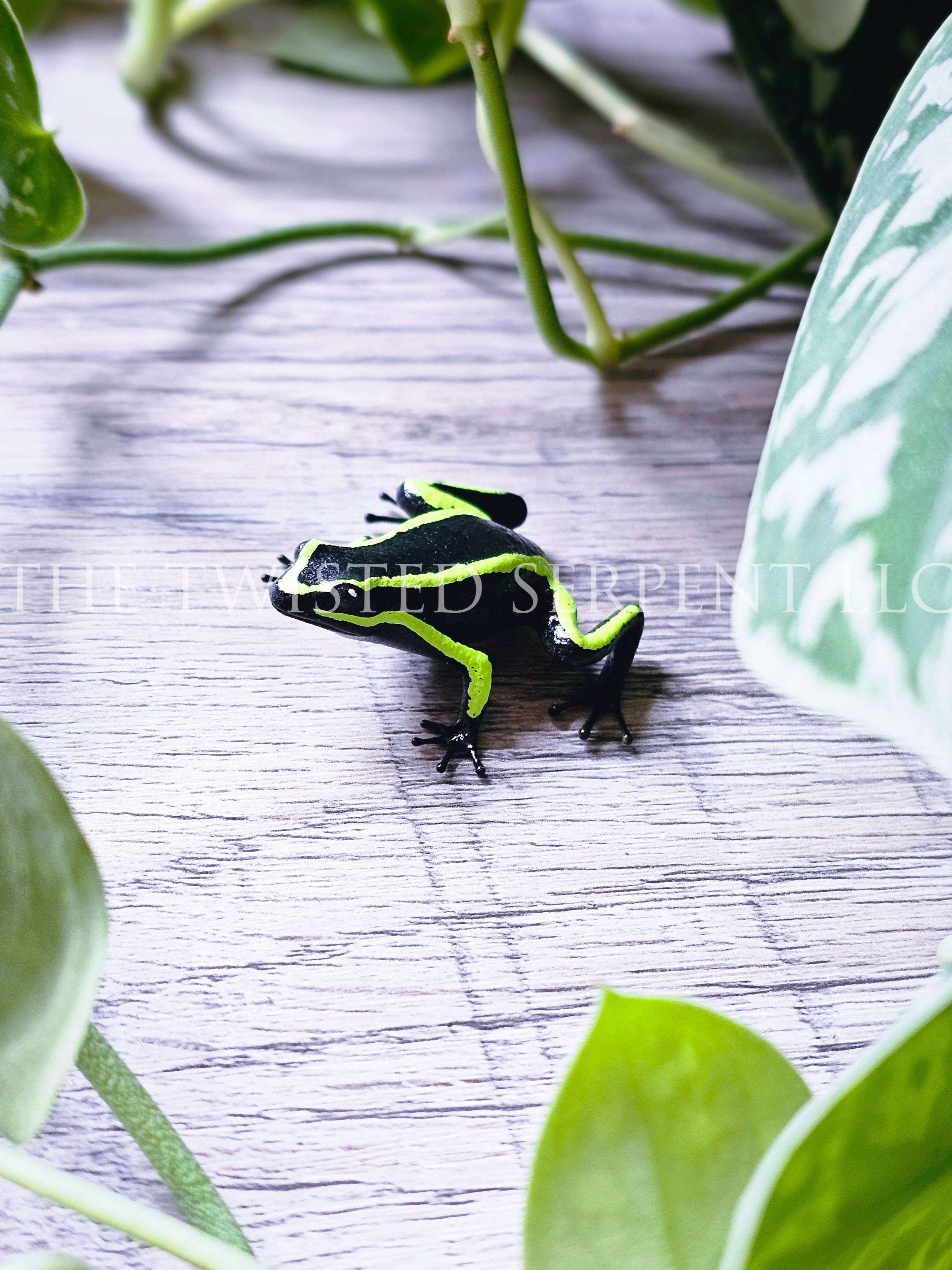 Three-Striped Poison Frog Tabletop
