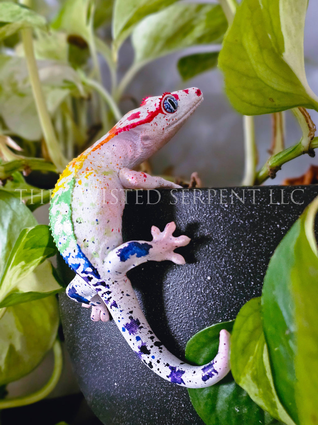 White Rainbow Crested Gecko Pot Pal