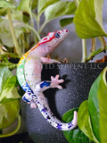 White Rainbow Crested Gecko Pot Pal