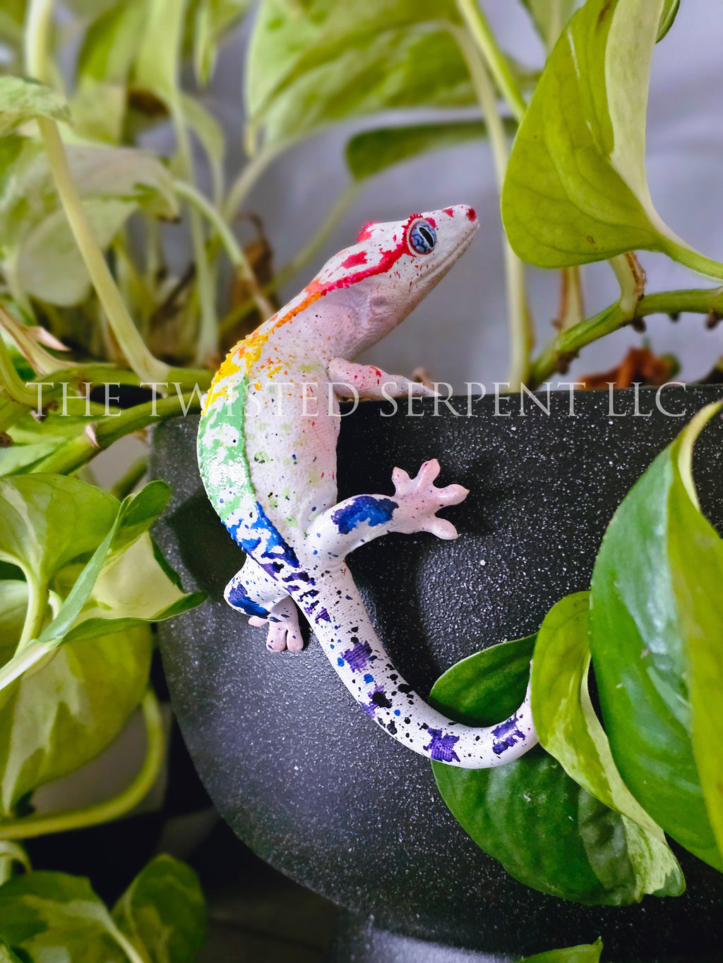White Rainbow Crested Gecko Pot Pal
