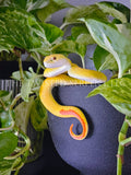 Yellow Insularis Pit Viper