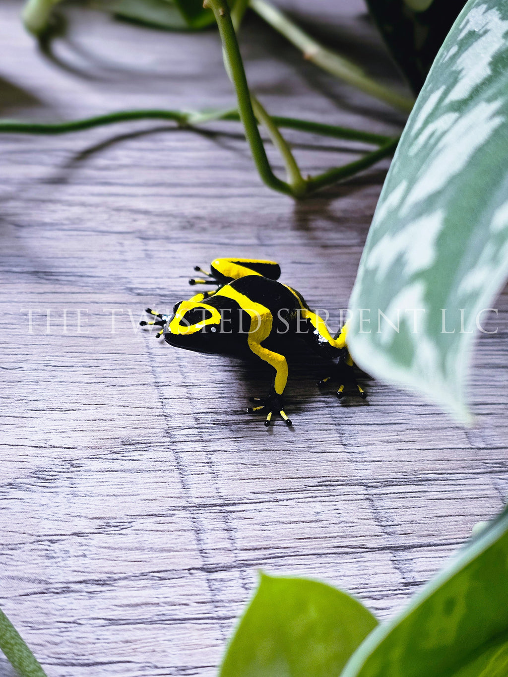 Yellow-Banded Dart Frog Tabletop