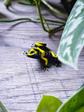 Yellow-Banded Dart Frog Tabletop