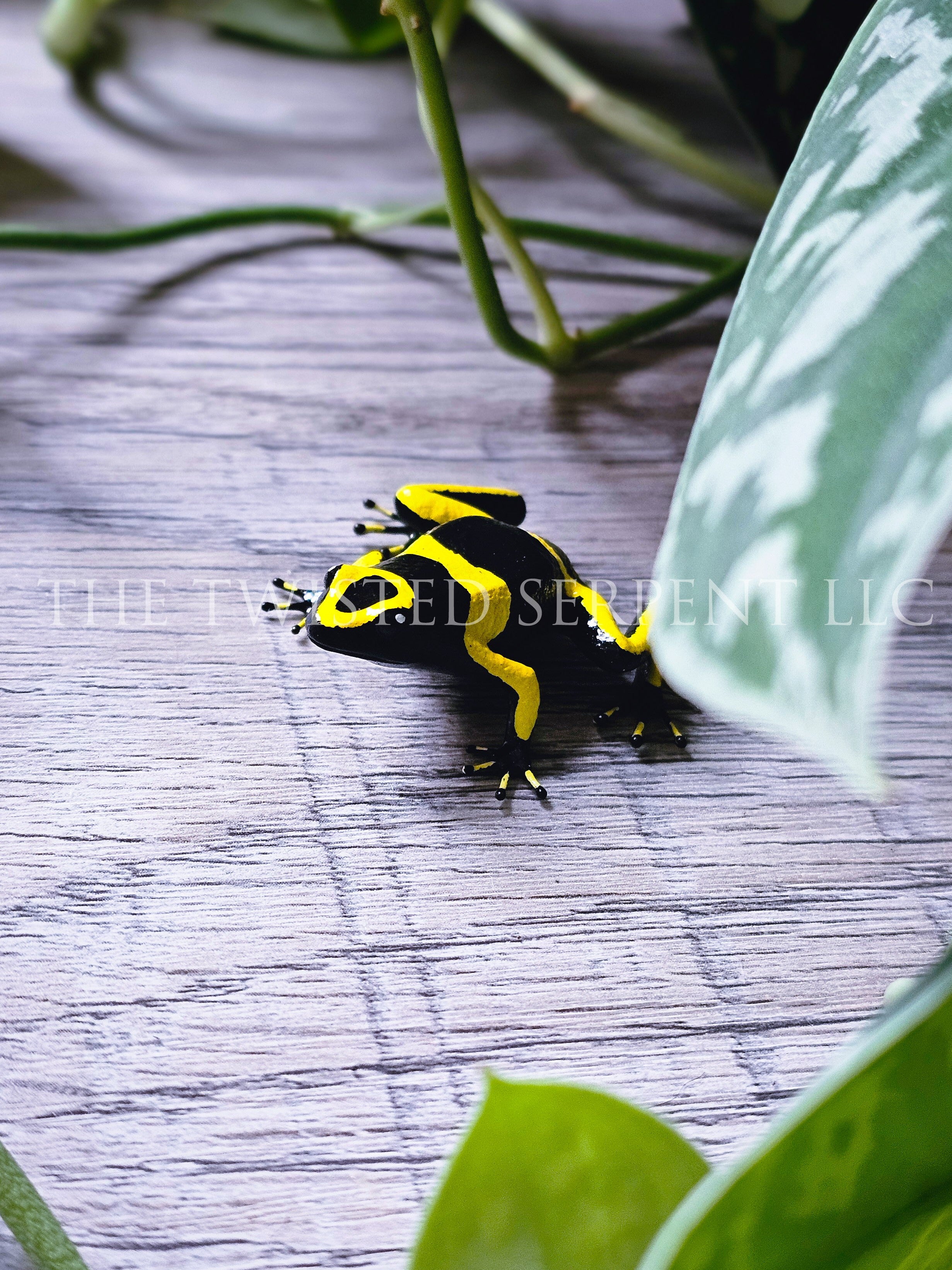 Yellow-Banded Dart Frog Tabletop